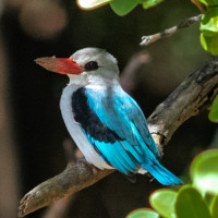 Mangrove Kingfisher